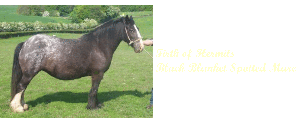 Traditional spotted cob mares